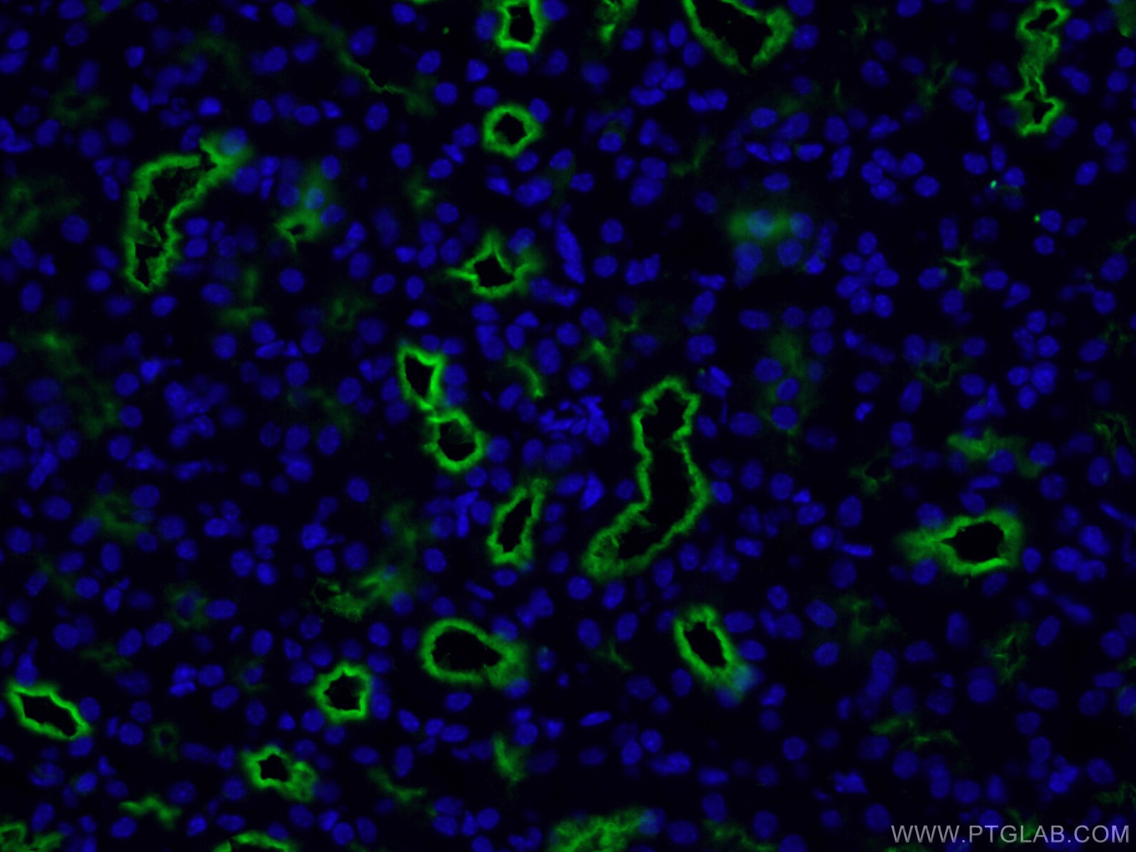 Immunofluorescence (IF) / fluorescent staining of human kidney tissue using CD13 Monoclonal antibody (66211-1-Ig)