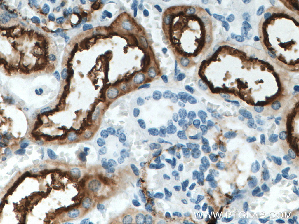 Immunohistochemistry (IHC) staining of human kidney tissue using CD13 Monoclonal antibody (66211-1-Ig)