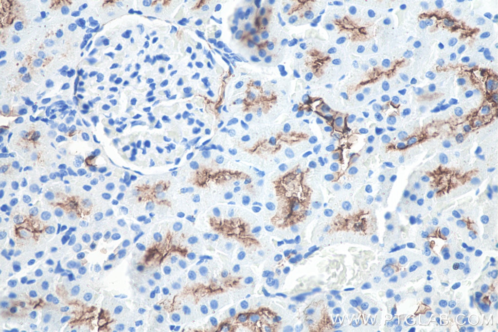 Immunohistochemistry (IHC) staining of rat kidney tissue using CD13 Monoclonal antibody (66211-1-Ig)