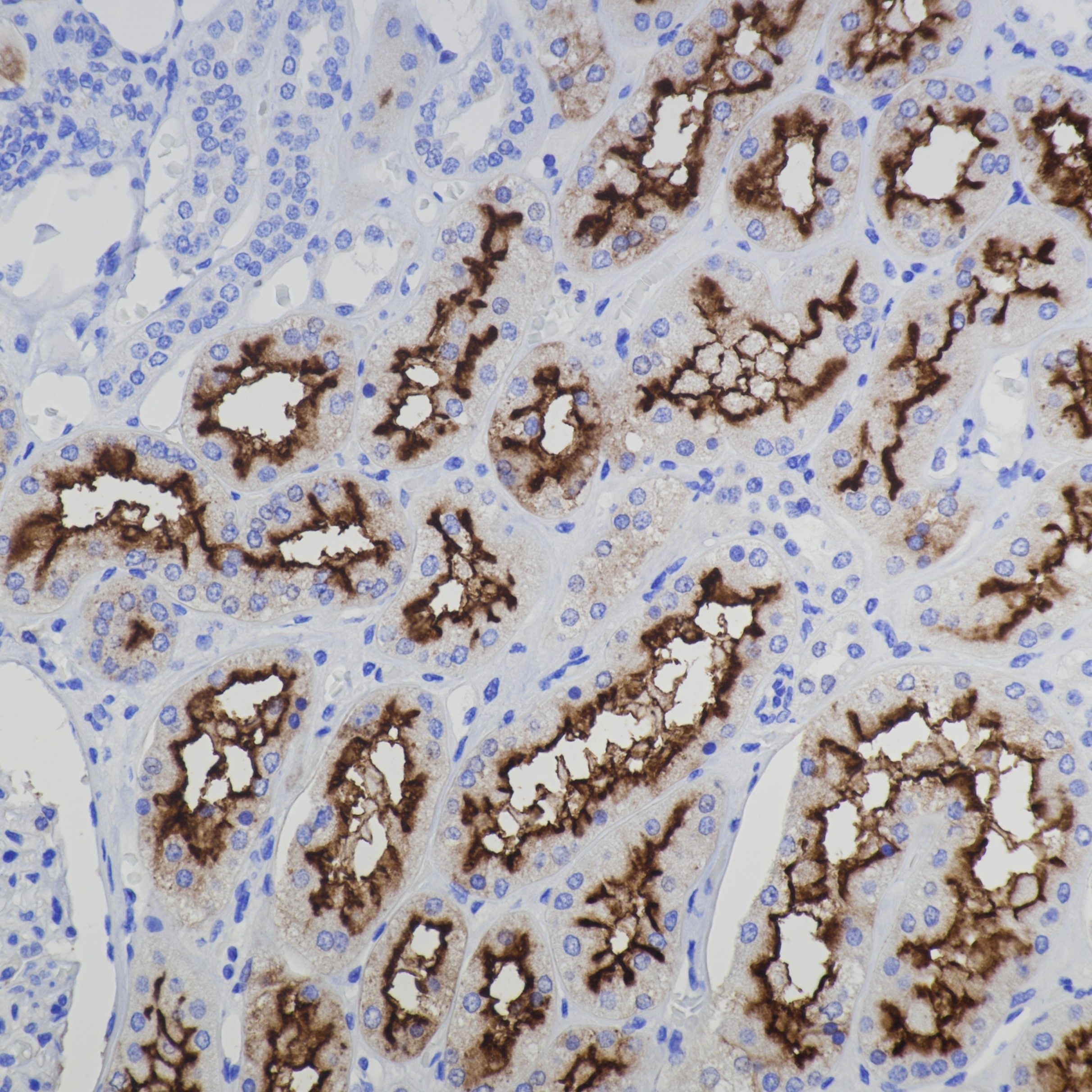 Immunohistochemistry (IHC) staining of human kidney tissue using CD13 Monoclonal antibody (66211-1-Ig)