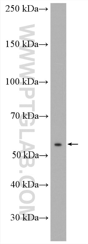 WB analysis of PC-3 using 16723-1-AP