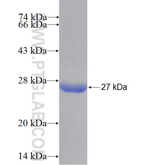 ANTXR2 fusion protein Ag10201 SDS-PAGE