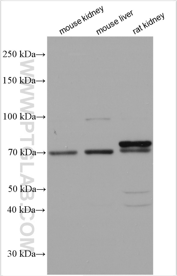 Western Blot (WB) analysis of various lysates using ANUBL1 Polyclonal antibody (17478-1-AP)