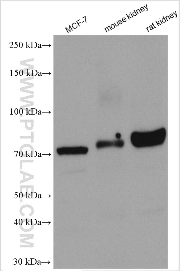 Western Blot (WB) analysis of various lysates using ANUBL1 Polyclonal antibody (17478-1-AP)