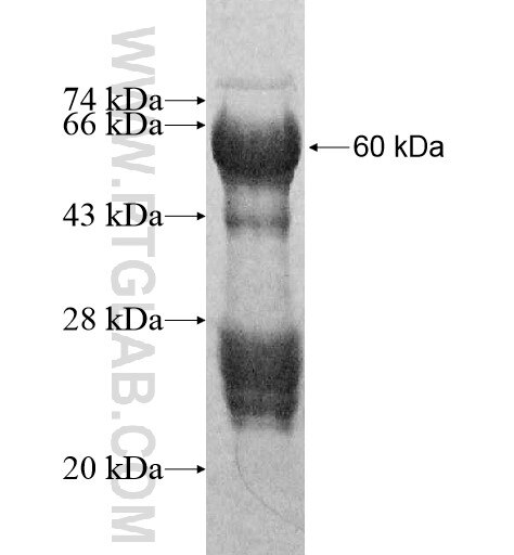 ANUBL1 fusion protein Ag11505 SDS-PAGE