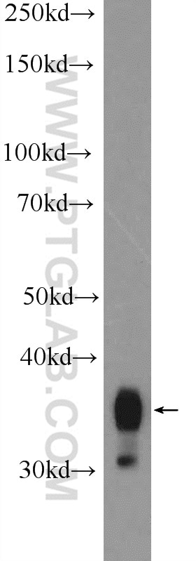 Western Blot (WB) analysis of C6 cells using Annexin A1 Polyclonal antibody (21990-1-AP)