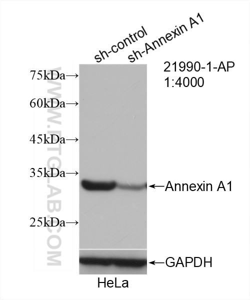 Western Blot (WB) analysis of HeLa cells using Annexin A1 Polyclonal antibody (21990-1-AP)