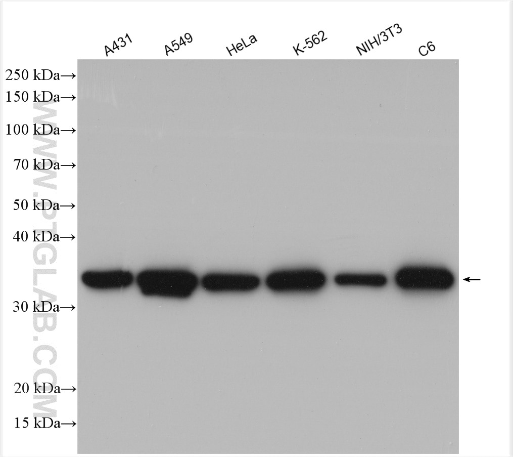 Western Blot (WB) analysis of various lysates using Annexin A1 Polyclonal antibody (21990-1-AP)