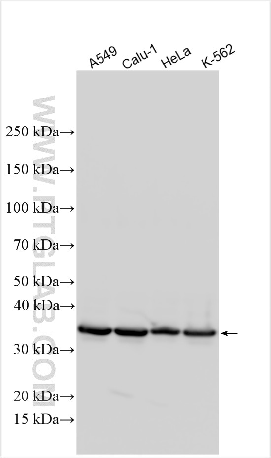 Western Blot (WB) analysis of various lysates using Annexin A1 Polyclonal antibody (21990-1-AP)