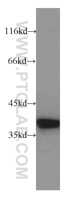 Western Blot (WB) analysis of U-937 cells using Annexin A1 Polyclonal antibody (21990-1-AP)