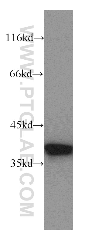 WB analysis of U-937 using 21990-1-AP