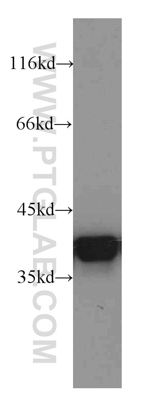 Western Blot (WB) analysis of A431 cells using Annexin A1 Polyclonal antibody (21990-1-AP)