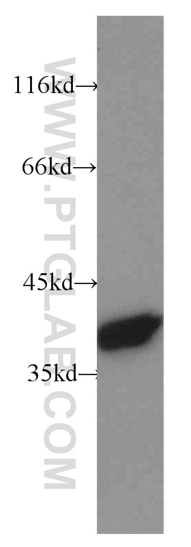 Western Blot (WB) analysis of MCF-7 cells using Annexin A1 Polyclonal antibody (21990-1-AP)