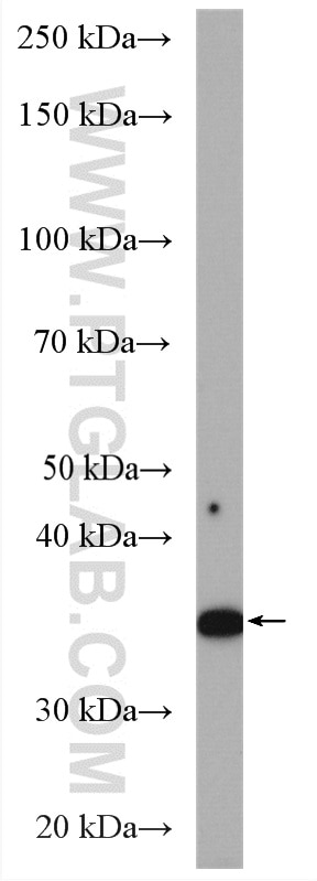 Western Blot (WB) analysis of C2C12 cells using Annexin A1 Polyclonal antibody (55018-1-AP)