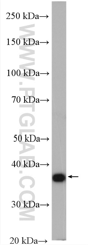 Western Blot (WB) analysis of C6 cells using Annexin A1 Polyclonal antibody (55018-1-AP)