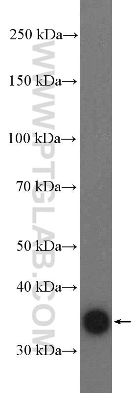 Western Blot (WB) analysis of NIH/3T3 cells using Annexin A1 Polyclonal antibody (55018-1-AP)