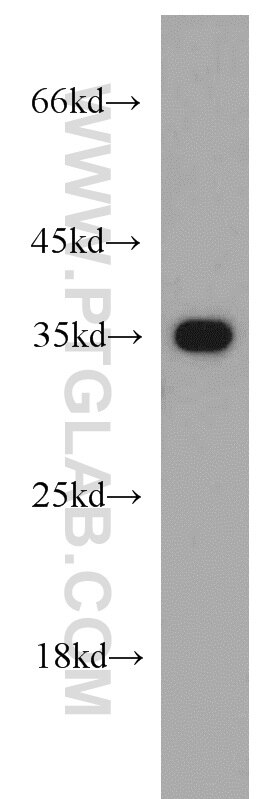 Western Blot (WB) analysis of HepG2 cells using Annexin A1 Polyclonal antibody (55018-1-AP)