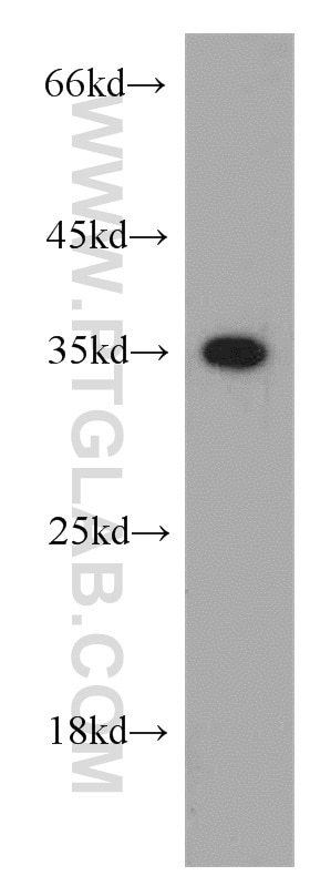Western Blot (WB) analysis of K-562 cells using Annexin A1 Polyclonal antibody (55018-1-AP)