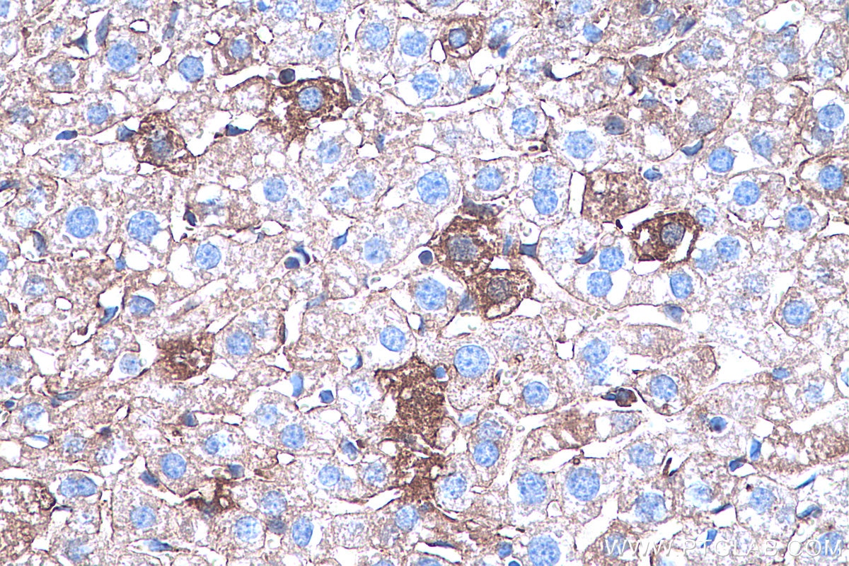 Immunohistochemistry (IHC) staining of mouse liver tissue using Annexin A1 Monoclonal antibody (66344-1-Ig)