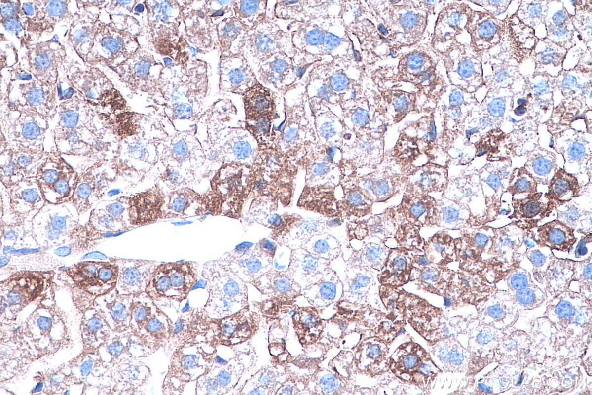 Immunohistochemistry (IHC) staining of mouse liver tissue using Annexin A1 Monoclonal antibody (66344-1-Ig)