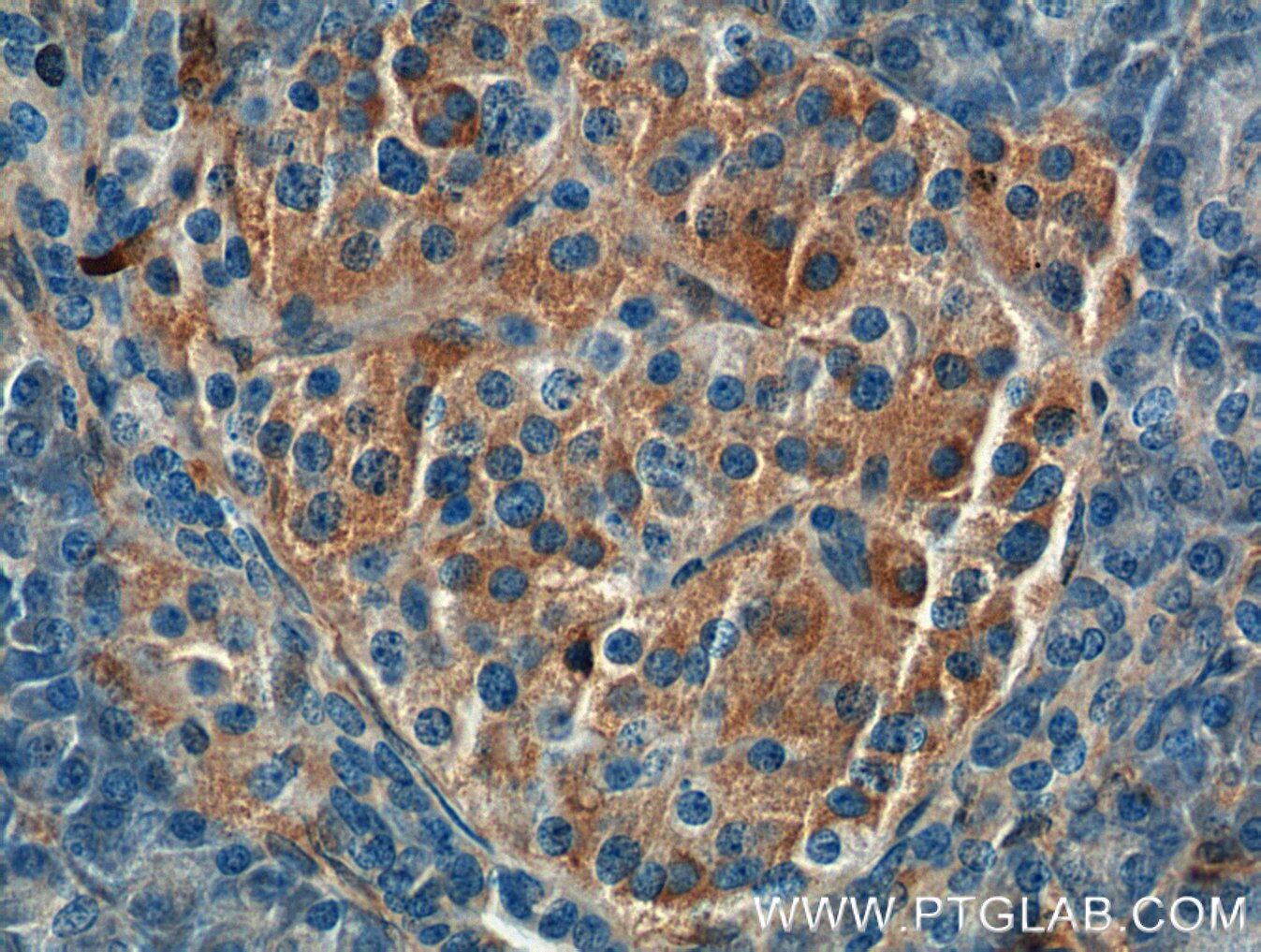 Immunohistochemistry (IHC) staining of human pancreas tissue using Annexin A1 Monoclonal antibody (66344-1-Ig)