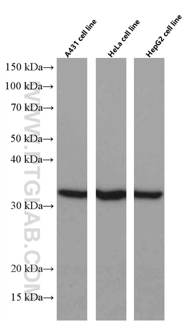 Western Blot (WB) analysis of various lysates using Annexin A1 Monoclonal antibody (66344-1-Ig)