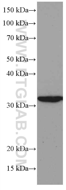 Western Blot (WB) analysis of NIH/3T3 cells using Annexin A1 Monoclonal antibody (66344-1-Ig)