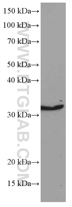 Western Blot (WB) analysis of 4T1 cells using Annexin A1 Monoclonal antibody (66344-1-Ig)