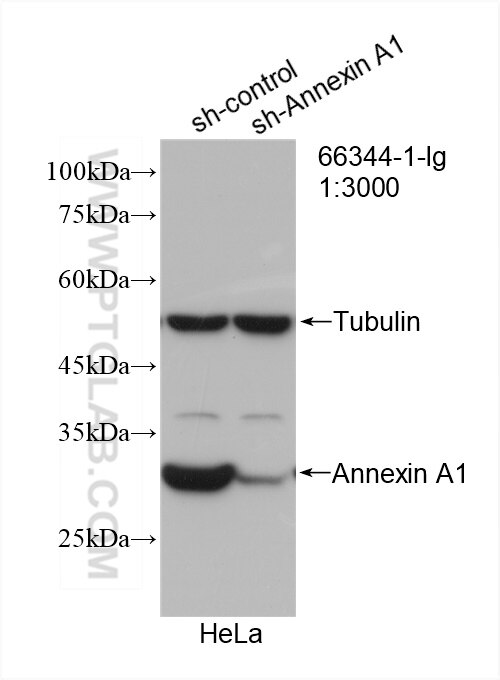 WB analysis of HeLa using 66344-1-Ig