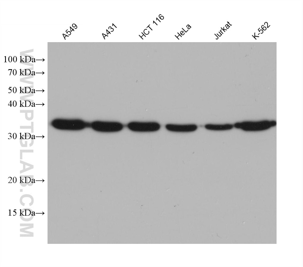 Western Blot (WB) analysis of various lysates using Annexin A1 Monoclonal antibody (66344-1-Ig)