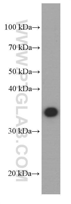 Western Blot (WB) analysis of HeLa cells using Annexin A1 Monoclonal antibody (66344-1-Ig)