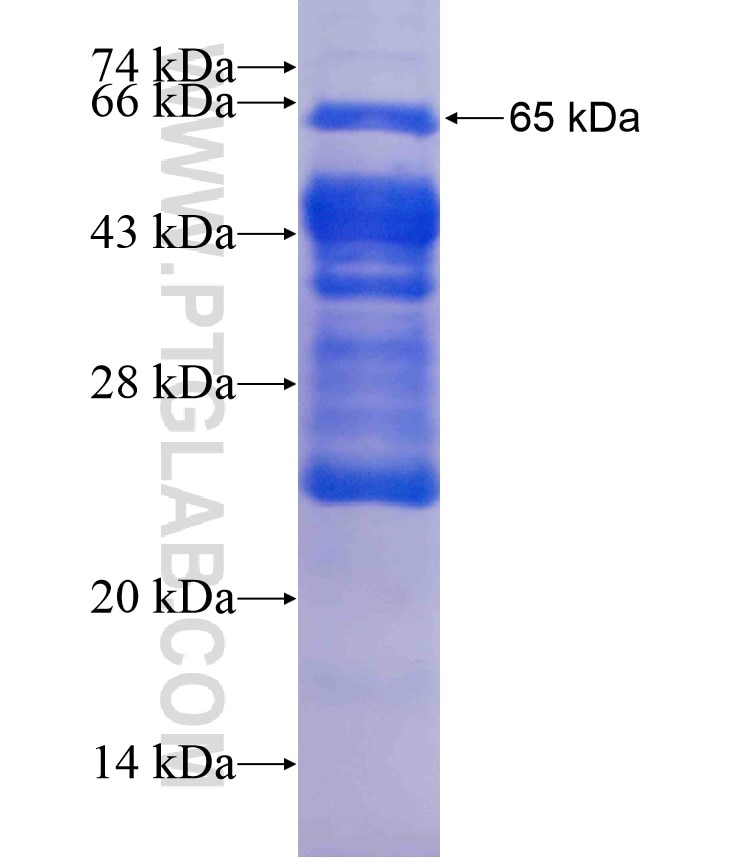 ANXA1 fusion protein Ag17273 SDS-PAGE