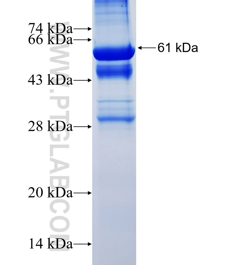 ANXA1 fusion protein Ag17273 SDS-PAGE