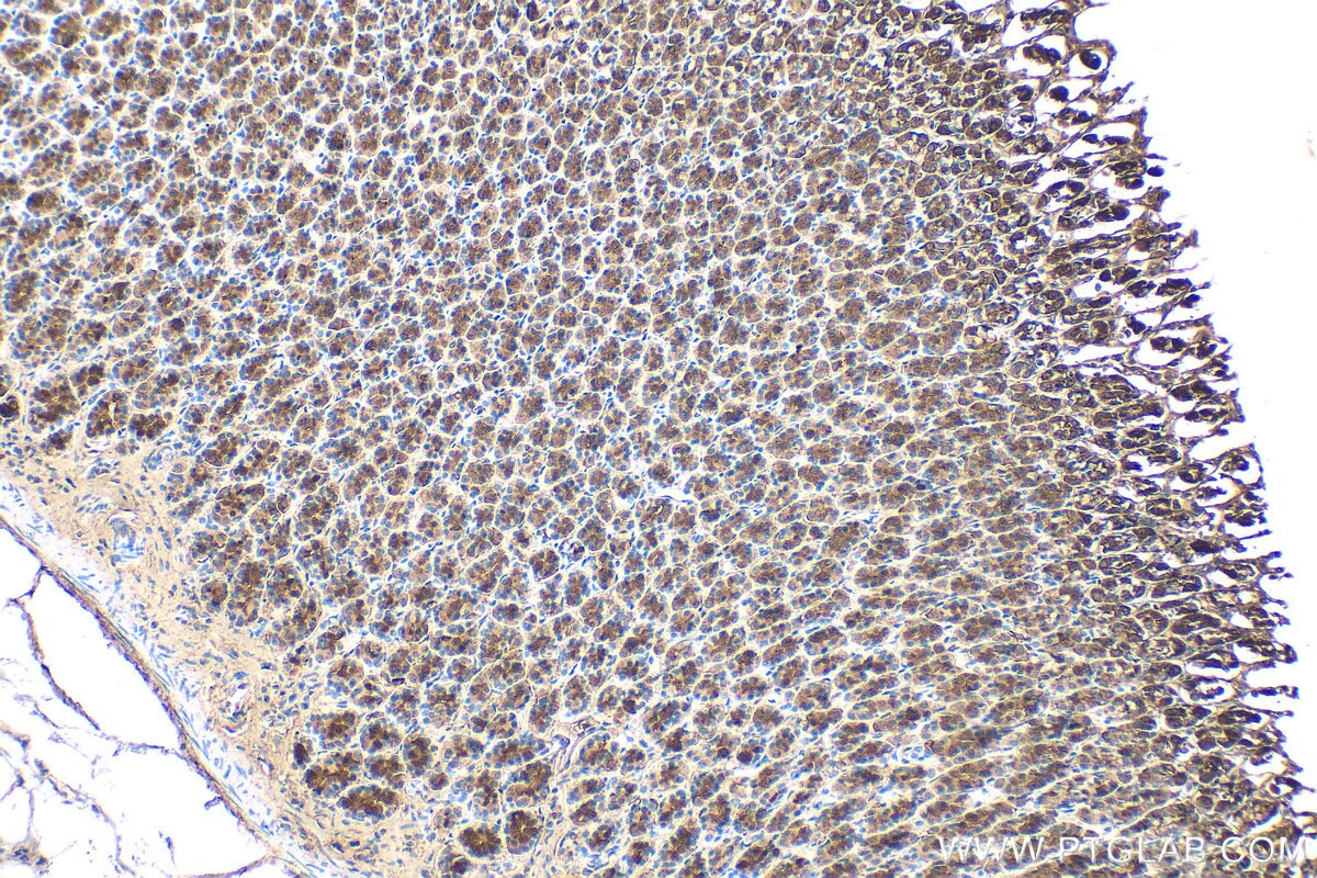 Immunohistochemistry (IHC) staining of rat stomach tissue using ANXA10 Polyclonal antibody (27783-1-AP)