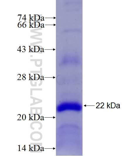 ANXA10 fusion protein Ag27098 SDS-PAGE