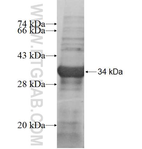 ANXA10 fusion protein Ag7803 SDS-PAGE
