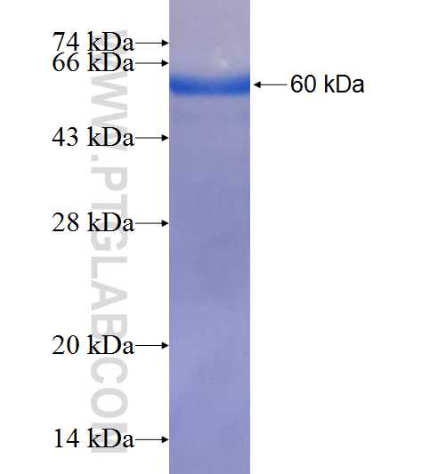 ANXA10 fusion protein Ag7917 SDS-PAGE