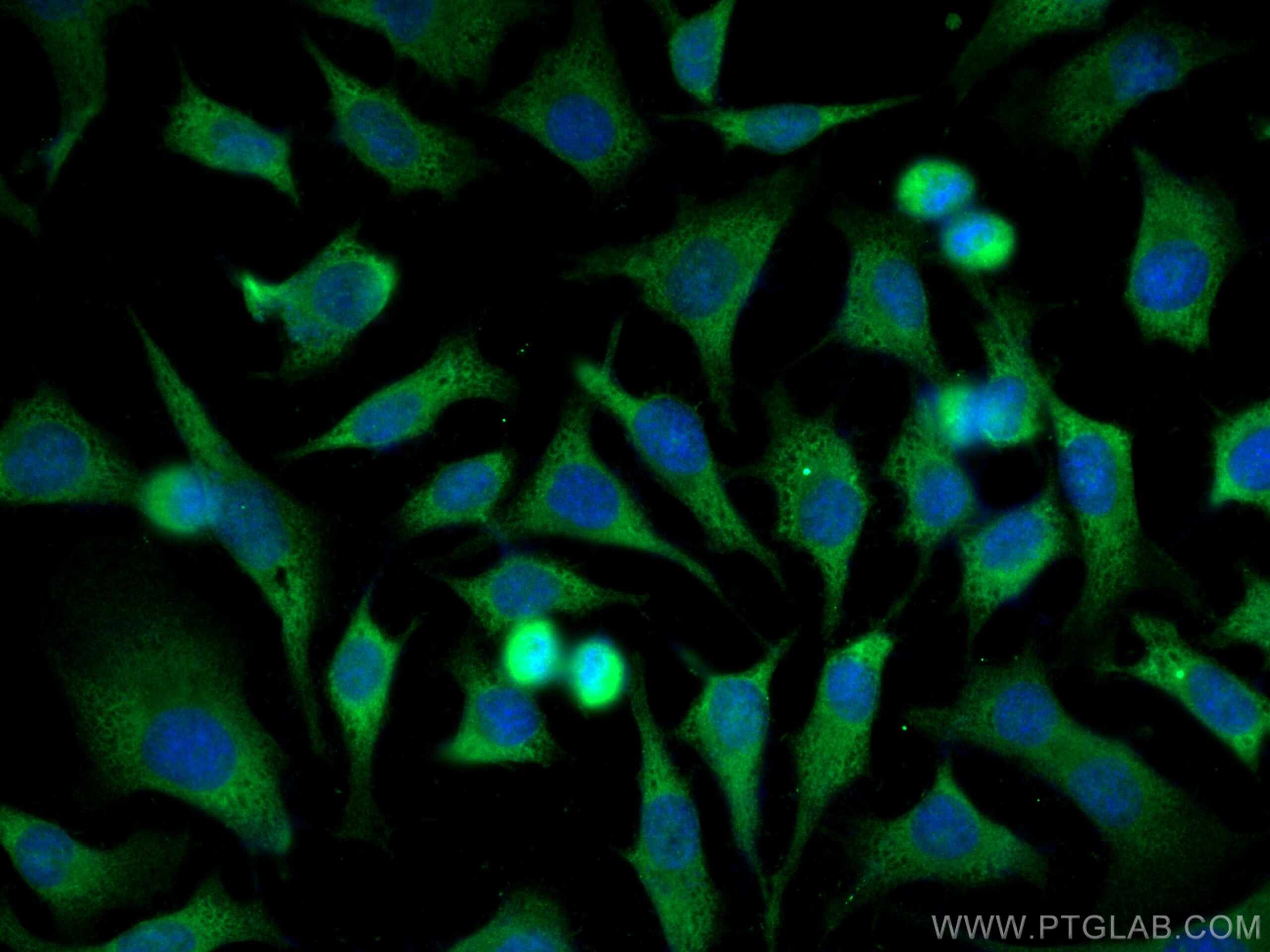 IF Staining of HeLa using 10479-2-AP