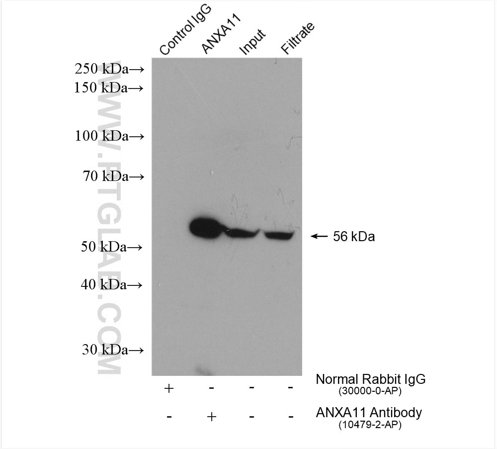 Immunoprecipitation (IP) experiment of HeLa cells using Annexin A11 Polyclonal antibody (10479-2-AP)