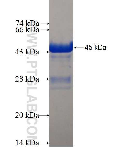 ANXA11 fusion protein Ag0729 SDS-PAGE