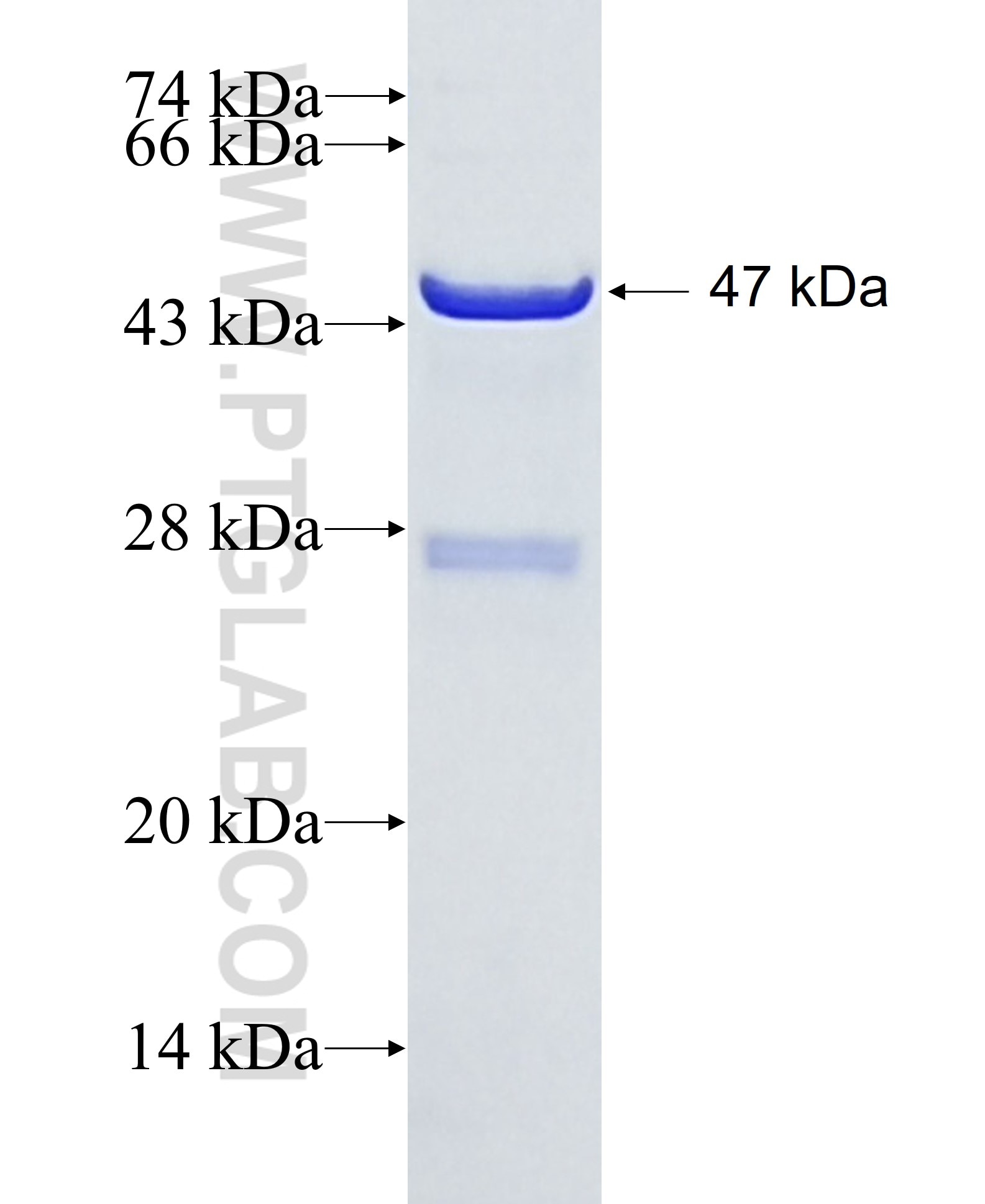 ANXA11 fusion protein Ag0729 SDS-PAGE