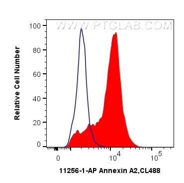 Flow cytometry (FC) experiment of K-562 cells using Annexin A2 Polyclonal antibody (11256-1-AP)