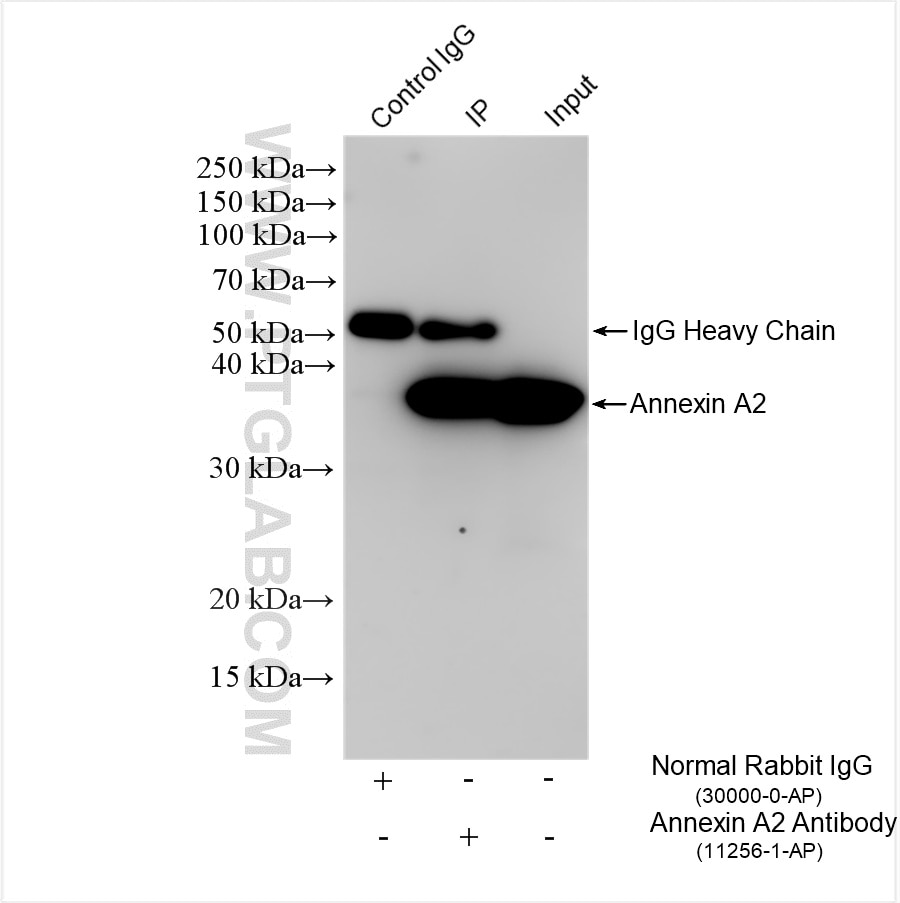 Immunoprecipitation (IP) experiment of HeLa cells using Annexin A2 Polyclonal antibody (11256-1-AP)