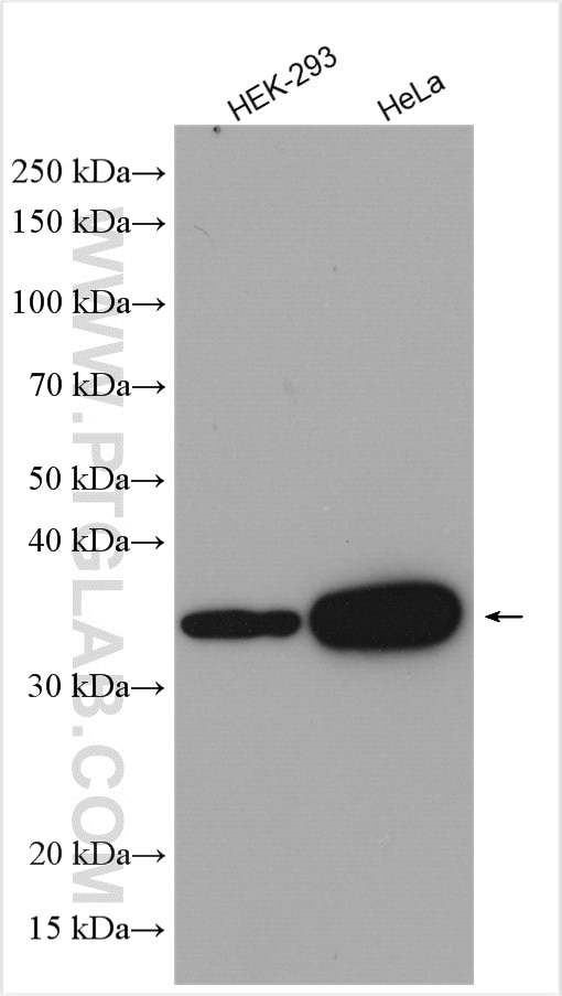 Western Blot (WB) analysis of various lysates using Annexin A2 Polyclonal antibody (11256-1-AP)