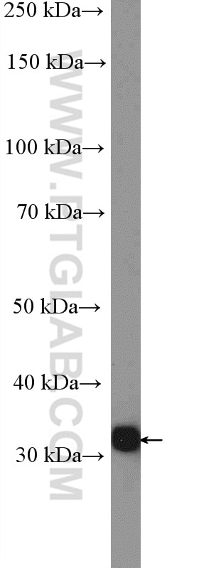 Annexin A2 Polyclonal antibody