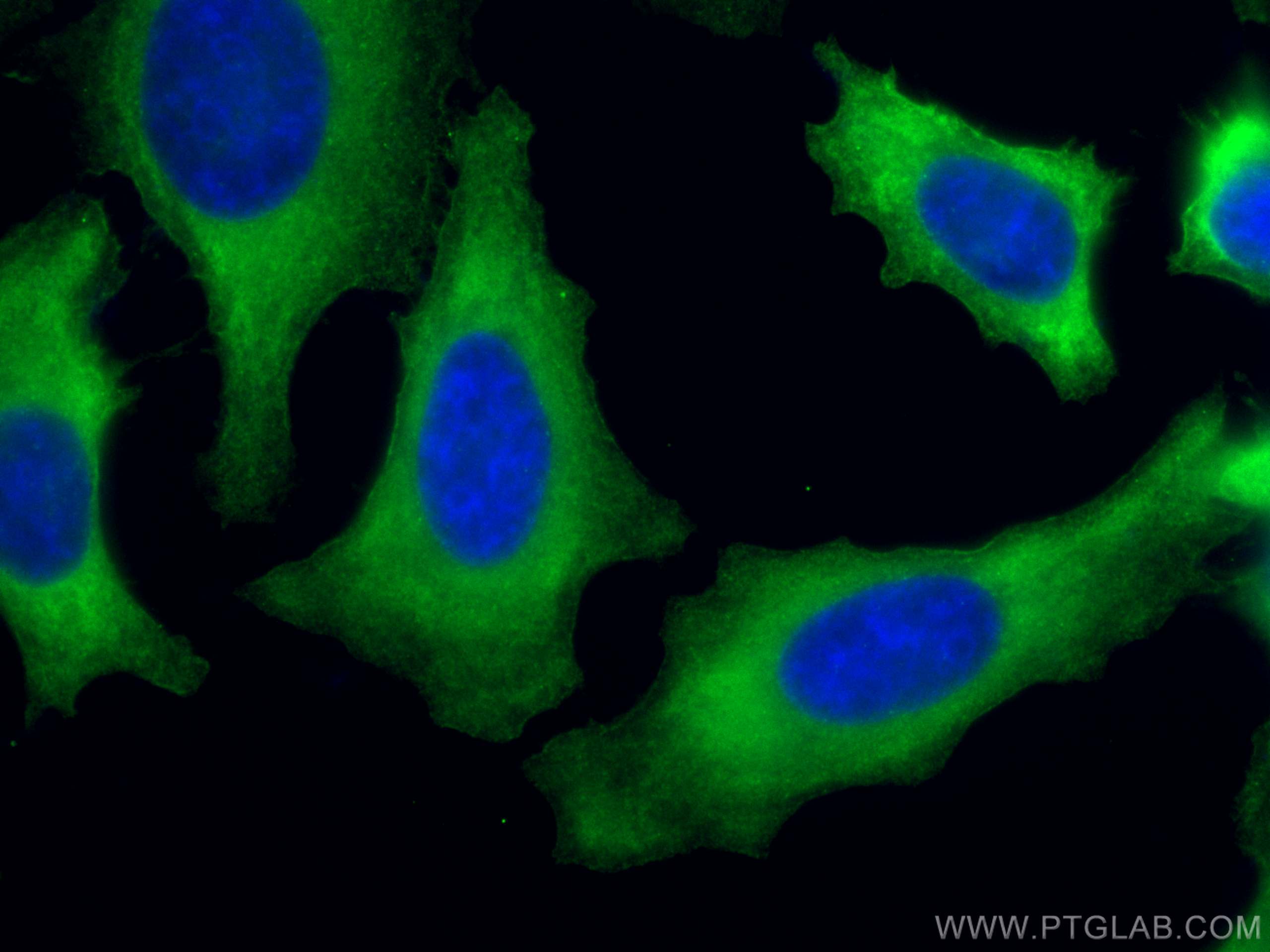 Immunofluorescence (IF) / fluorescent staining of HeLa cells using Annexin A2 Monoclonal antibody (60051-1-Ig)