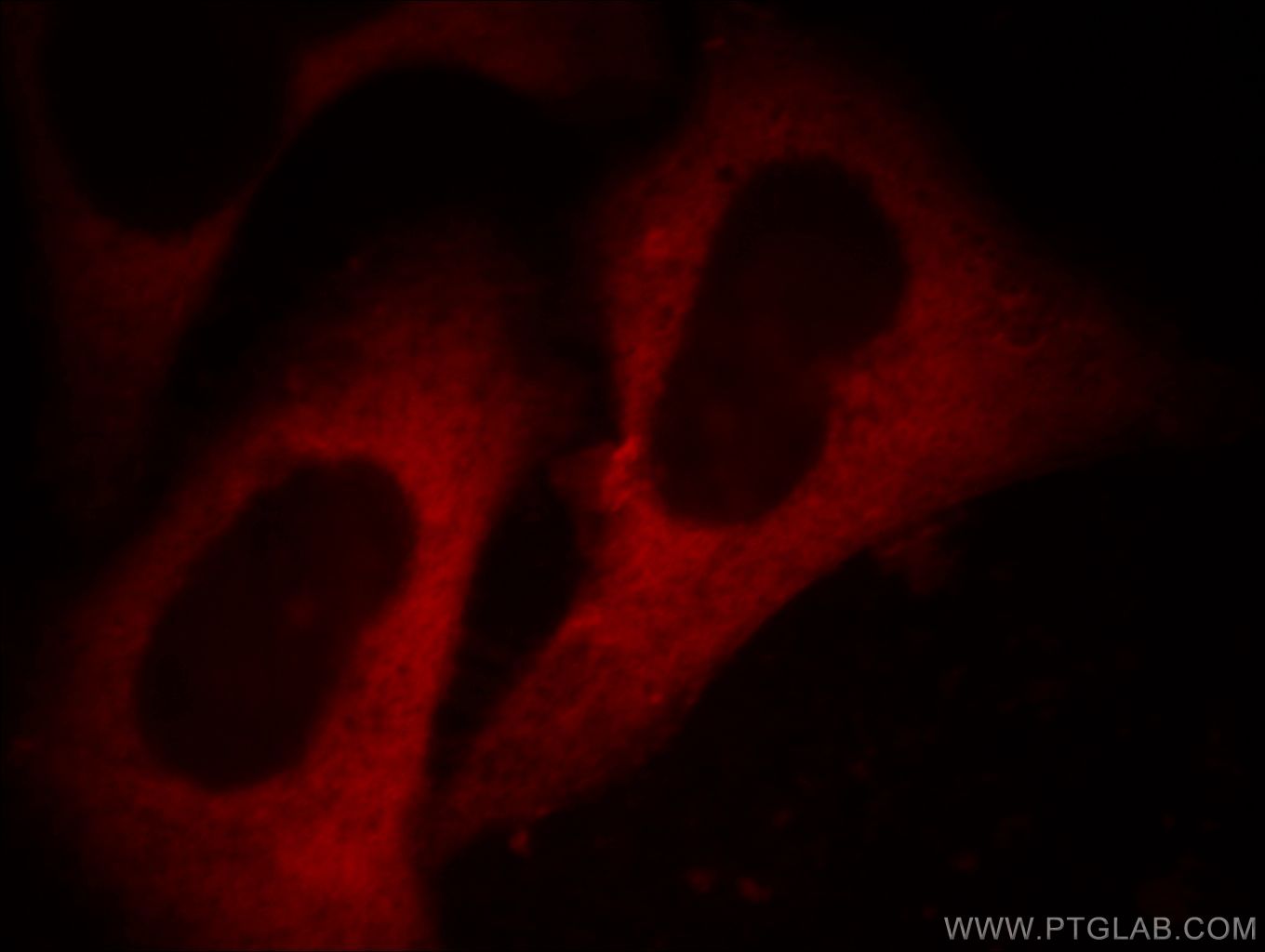 Immunofluorescence (IF) / fluorescent staining of HeLa cells using Annexin A2 Monoclonal antibody (60051-1-Ig)