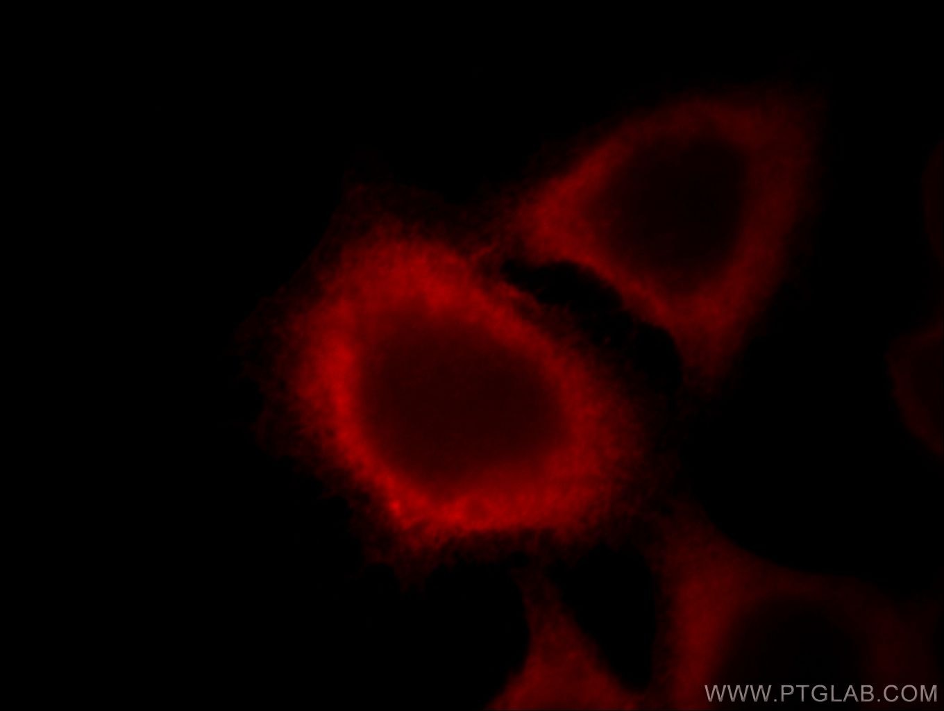Immunofluorescence (IF) / fluorescent staining of MCF-7 cells using Annexin A2 Monoclonal antibody (60051-1-Ig)