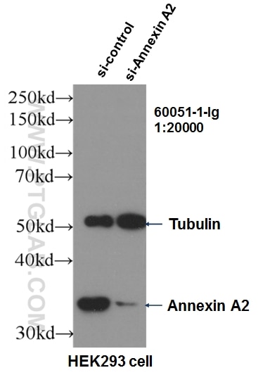 Western Blot (WB) analysis of HEK-293 cells using Annexin A2 Monoclonal antibody (60051-1-Ig)
