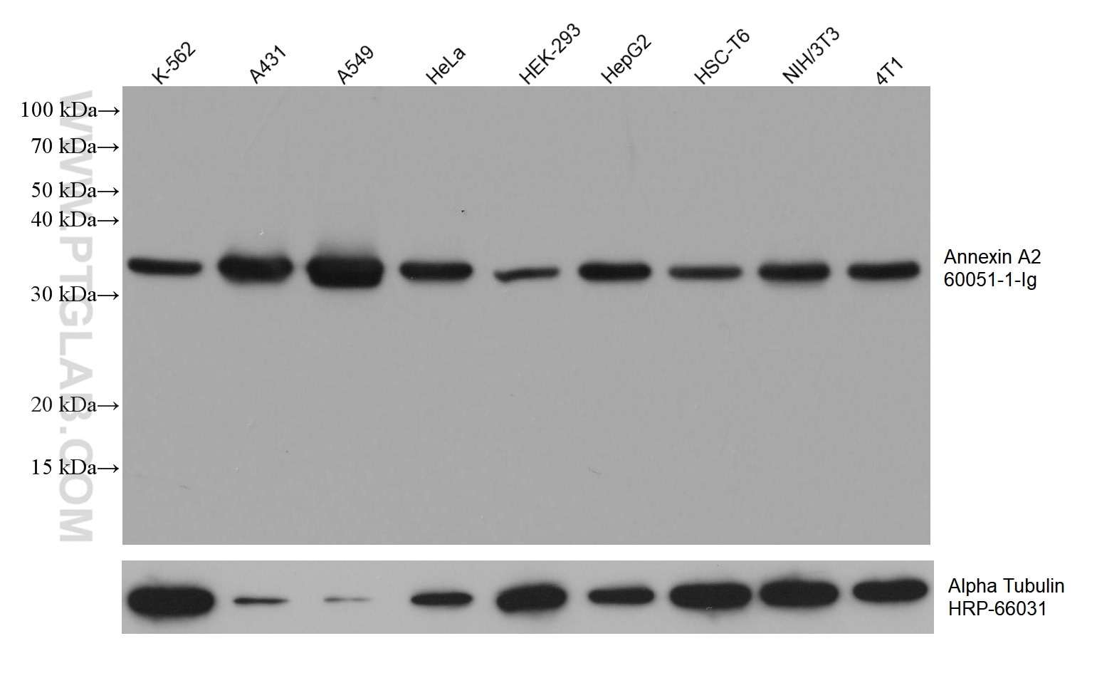 Western Blot (WB) analysis of various lysates using Annexin A2 Monoclonal antibody (60051-1-Ig)